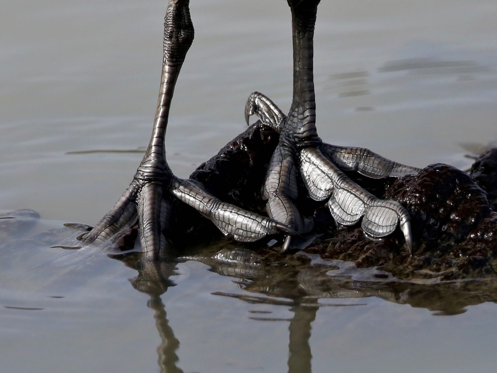 Avithera Aquatic birds with lobed feet