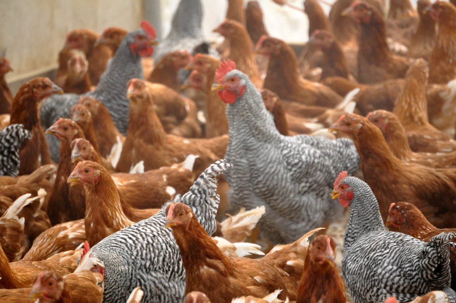 Cedarmore Farm CSA 'Growing' Chickens In The Greenhouse?