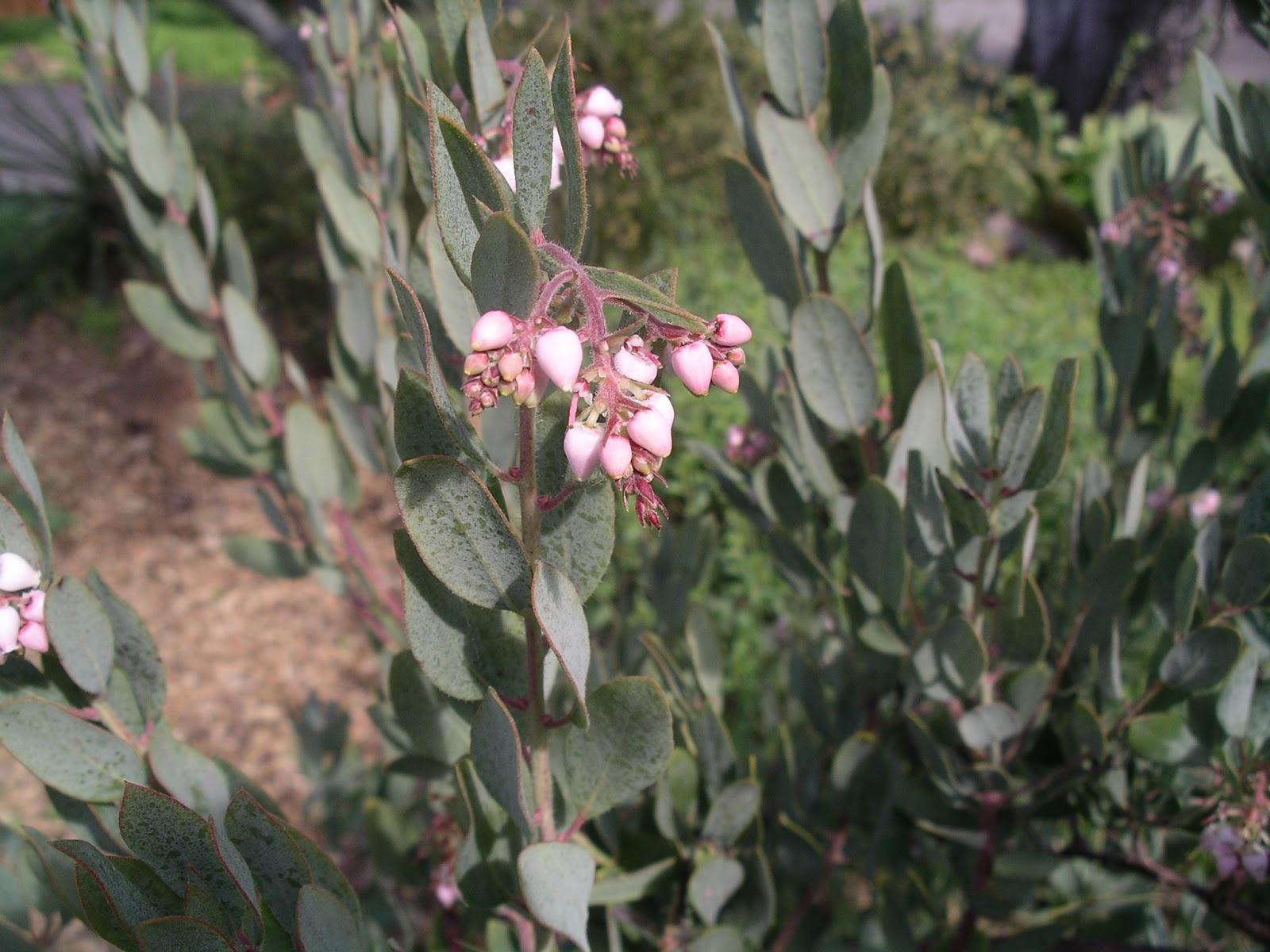 A California Native Plant Garden in San Diego County Lilacs and Manzanitas