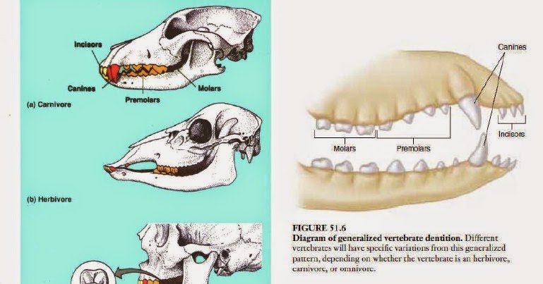 Sistem Pencernaan Pada Hewan Ruminansia Biologi Edukasi Belajar