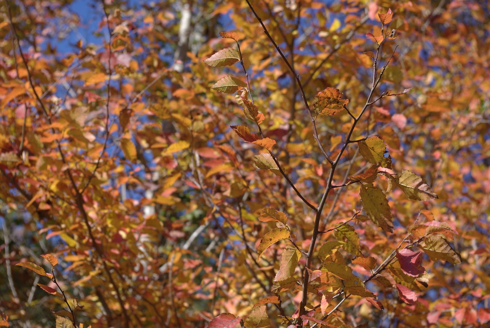 sweetbay: Fall Colors
