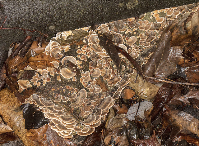 Trametes hirsuta, Hairy Bracket. High Elms Country Park, 8 January 2017. Trametes hirsuta, Hairy Bracket. High Elms Country Park, 8 January 2017.