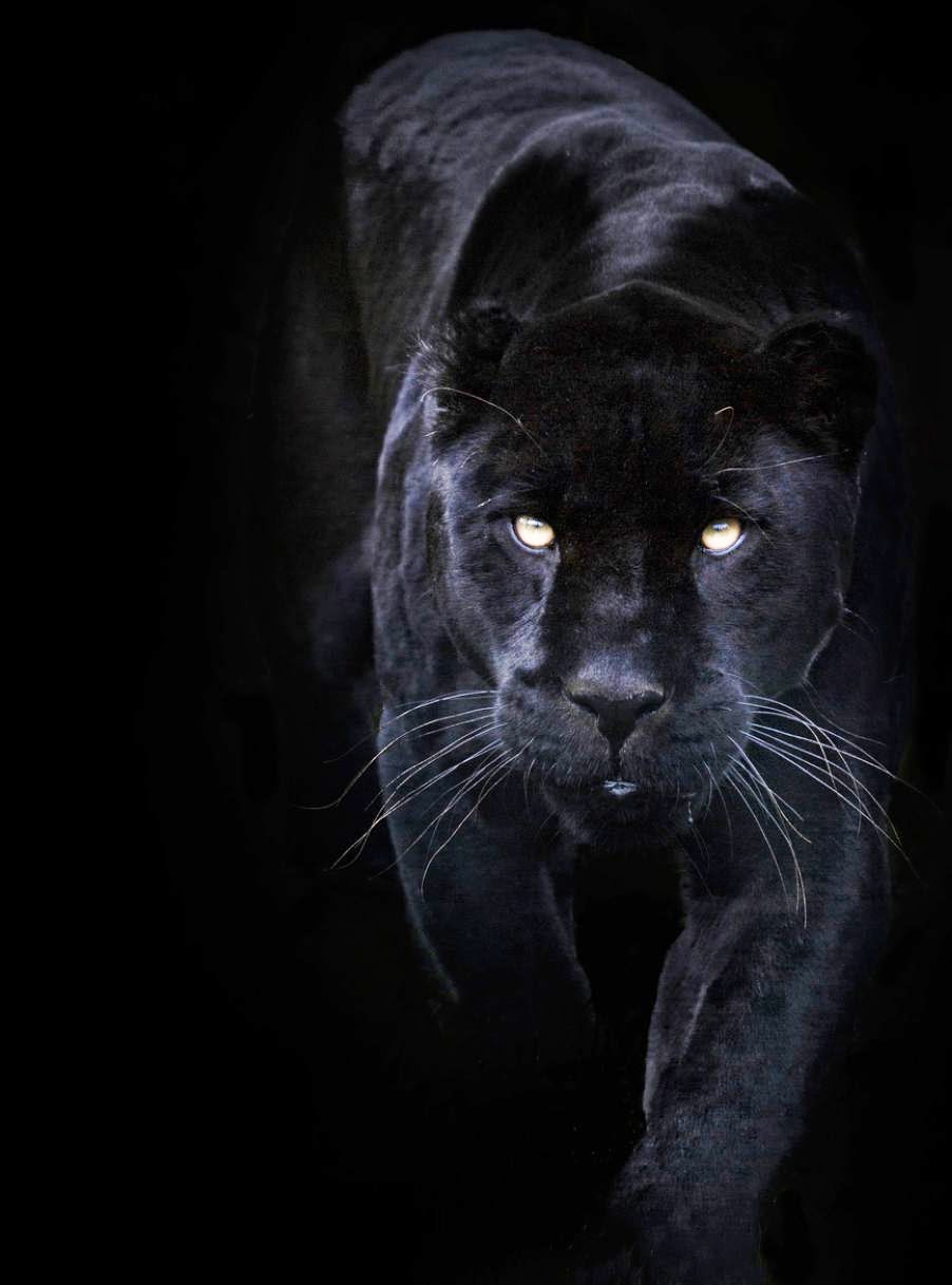 22 Impressive Pictures of Black Panthers 22 Impressive Pictures of Black Panthers