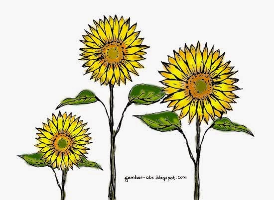gambar mewarnai bunga matahari