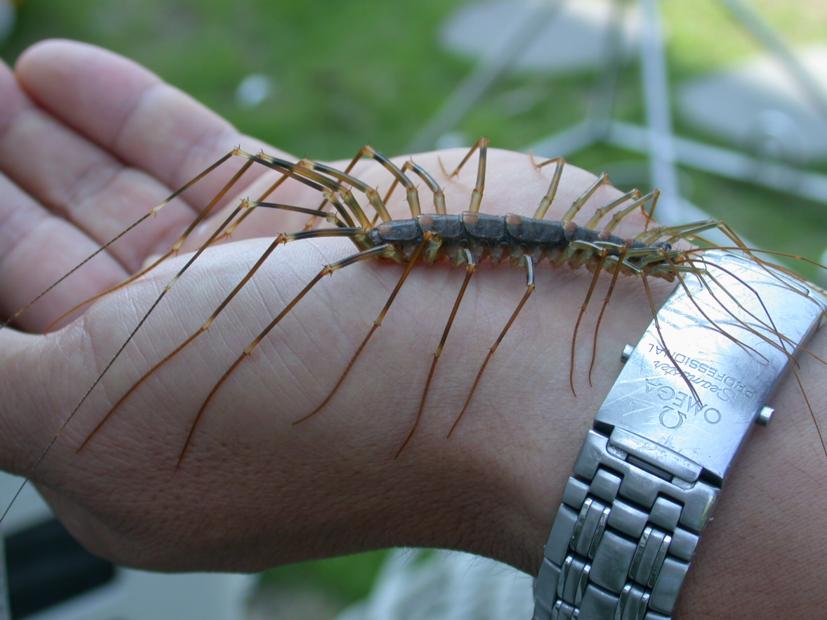How To Get Rid Of Centipedes