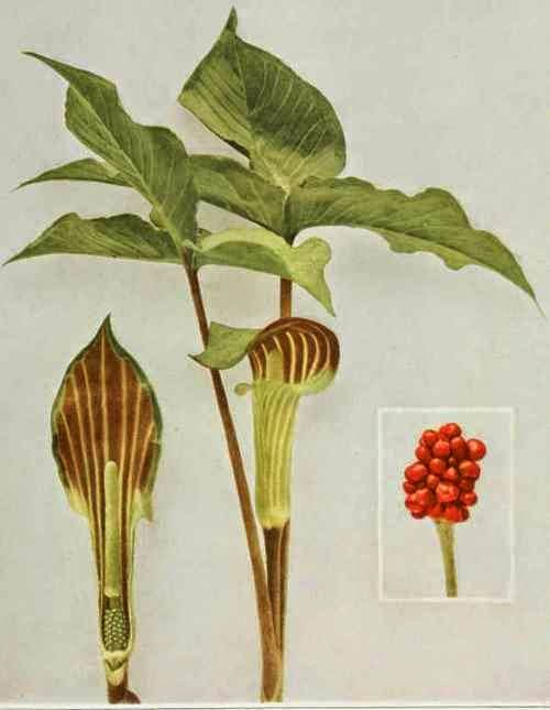  Arum Triphyllum- ஆரம் ட்ரைபைலம்