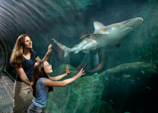 Mom For A Deal: 20% Off Annual Pass to Adventure Aquarium in Camden