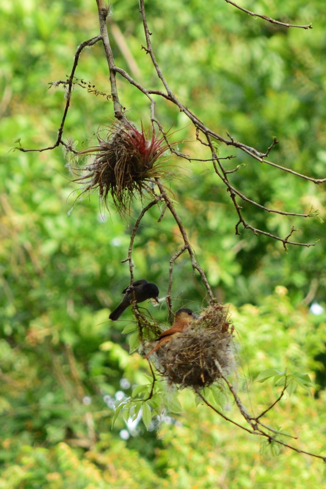 Bird Nest Construction