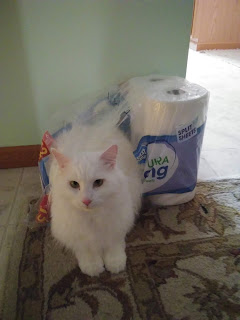 Russian White Cat
