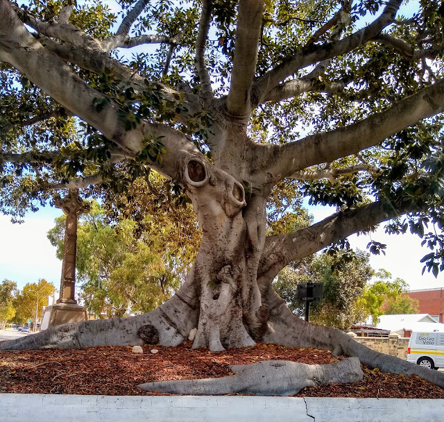 The oldest tree in Fremantle