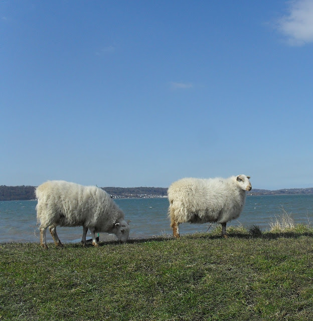 Sheep on the beach at Penrhyn Country Park near Bangor