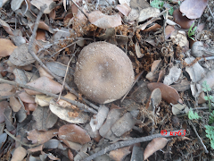 Russula pectinatoides