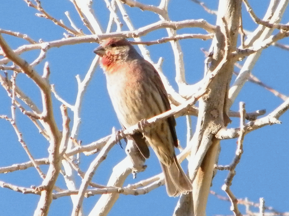 Toys and Stuff Las Vegas NV Birds