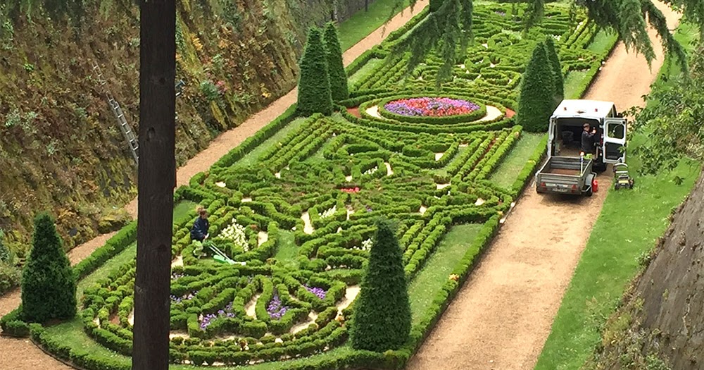 The Plant Hunter Boxwood Alternatives