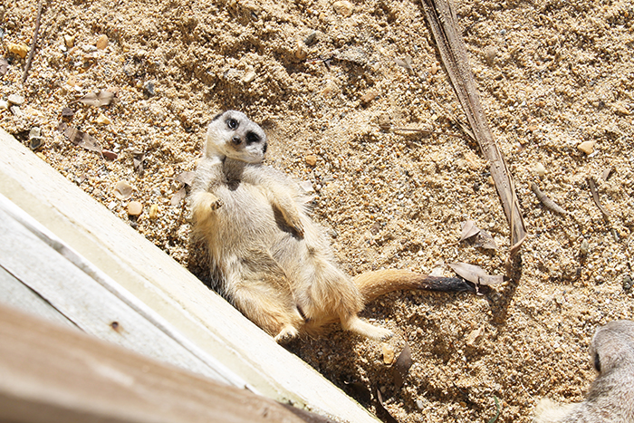 Meerkats at Illustrated Teacup Isle of Wight Zoo