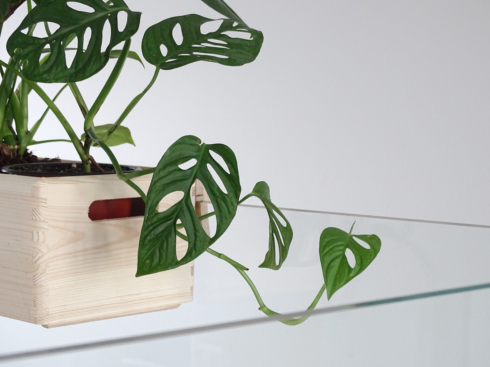 DIY-Blumenkasten zum Aufhängen an Treppengeländern und Galerien plus Pflegetipps und Informationen zur Monstera-Pflanze | https://mammilade.blogspot.de DIY-Blumenkasten zum Aufhängen an Treppengeländern und Galerien plus Pflegetipps und Informationen zur Monstera-Pflanze | https://mammilade.blogspot.de