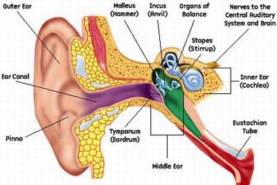 Health Care: Human Ear Anatomy Pics