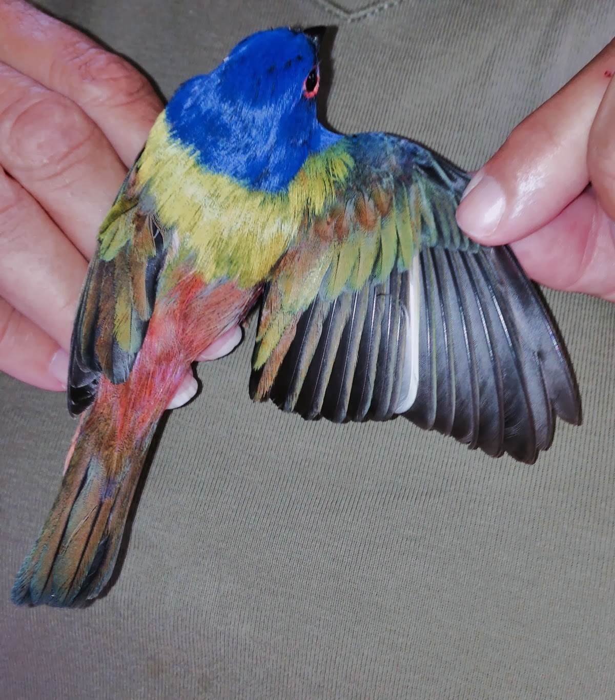 Bird Banding Learning From Birds Inhand Color Banding Painted Buntings