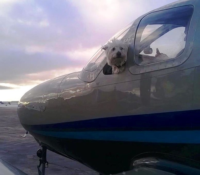 Skagit Humane February 2017