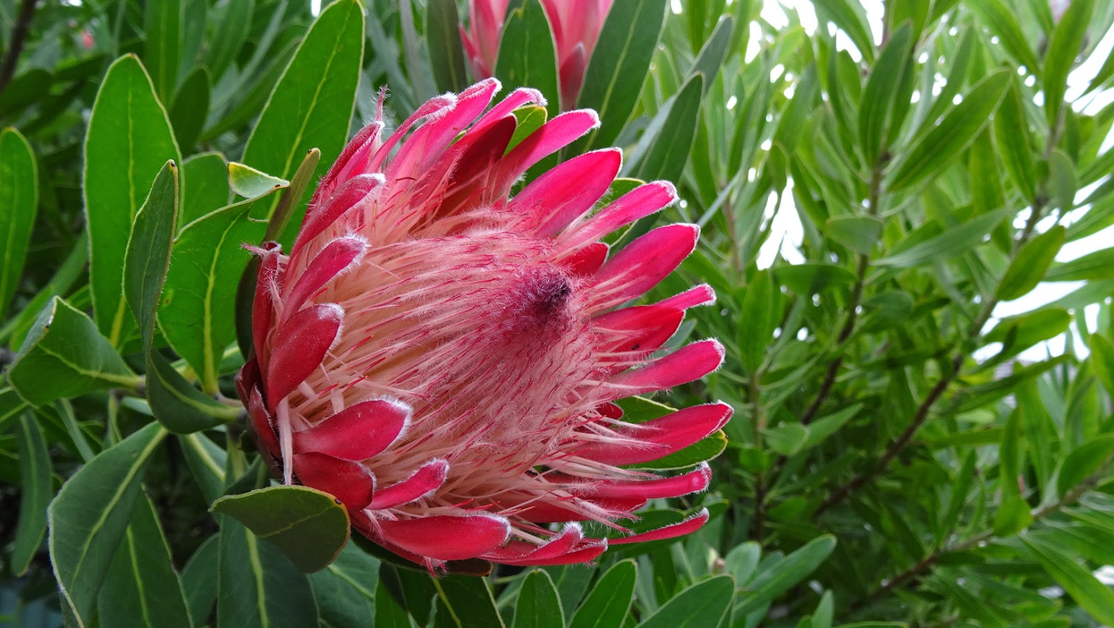 MAP MELBOURNE STREET TREES 75 PROTEA