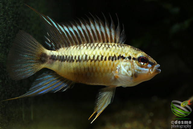 Apistogramma sp. pacman (sp. D12) / 2016