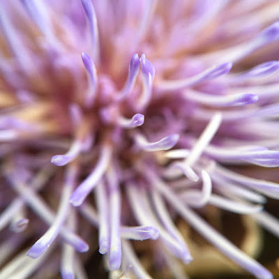 Artichoke flower, taken with iPhone 6s and Olloclip macro lens