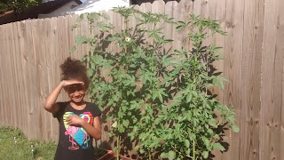 Little Green Thumb helping with Kenaf Plants