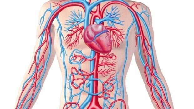Understanding the Aort and its role in the Circulatory system