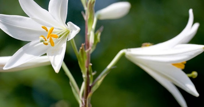  Arti Bunga Lily  Putih dan Bunga  Lily  Lain Berdasarkan 