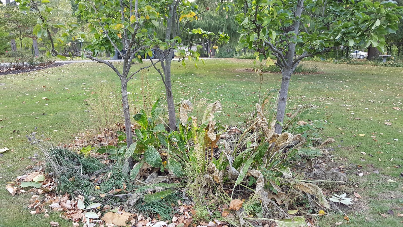 Gear Acres at Top of the Hill Horseradish...Why you should grow it in