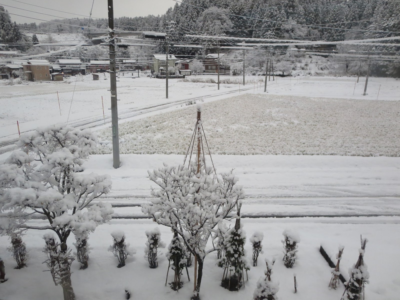 まめせんブログ 家の中から・・・・・・雪景色。