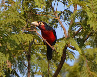 Double-Toothed Barbet, Lybius bidentatus