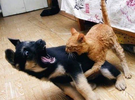 dog-cat.jpg