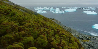 Perubahan Iklim Bikin Antartika Hijau Lagi seperti Zaman Purba