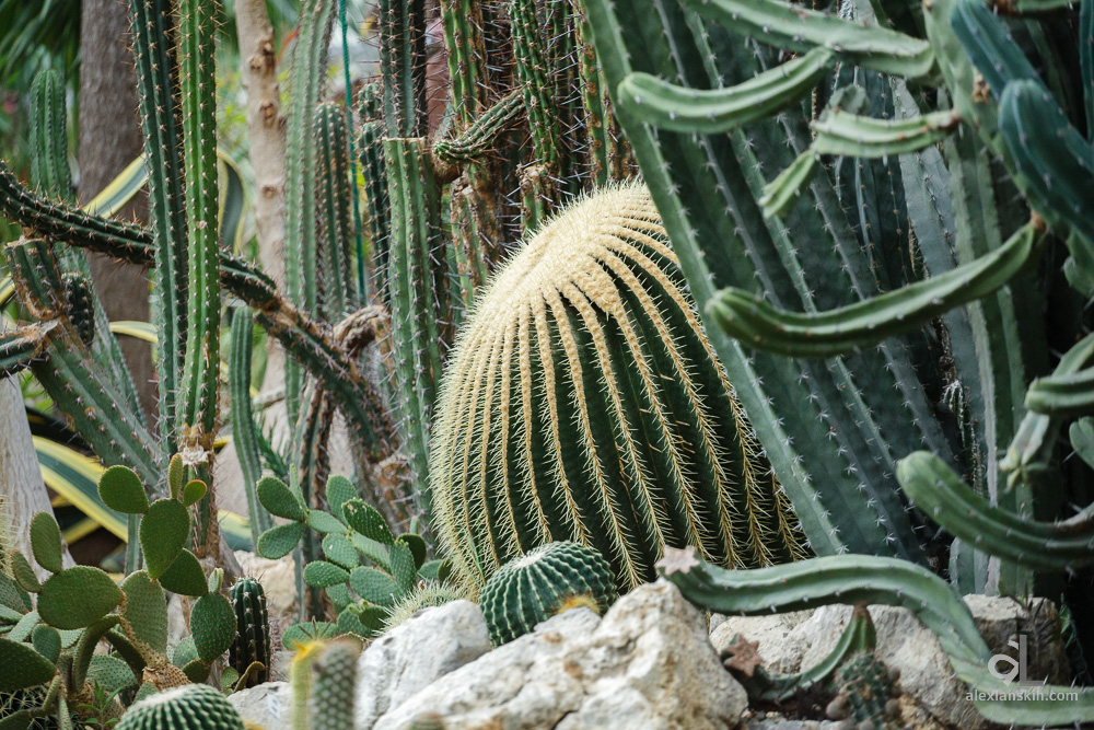 Какие отношения между змеей и кактусовым сычом. Никитский Ботанический сад кактусы. Парк Монтедор кактусовая оранжерея. Кактусовая оранжерея в Никитском. Кактусовая оранжерея в Никитском саду.