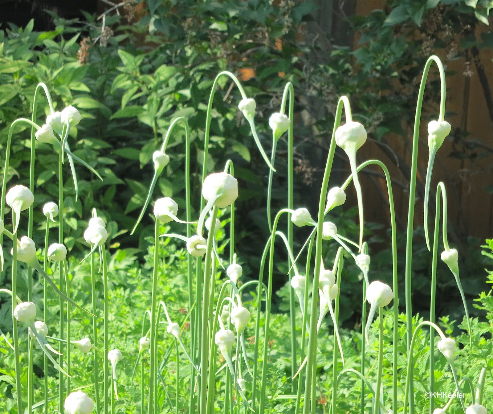 A Wandering Botanist Plant Story Garlic, Allium sativum, the Great