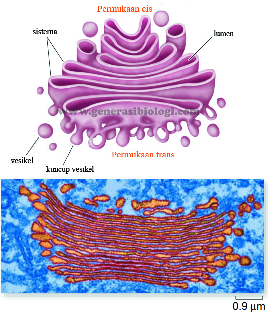10 Struktur Dan Fungsi Organel Organel Sel Terlengkap Generasi Biologi