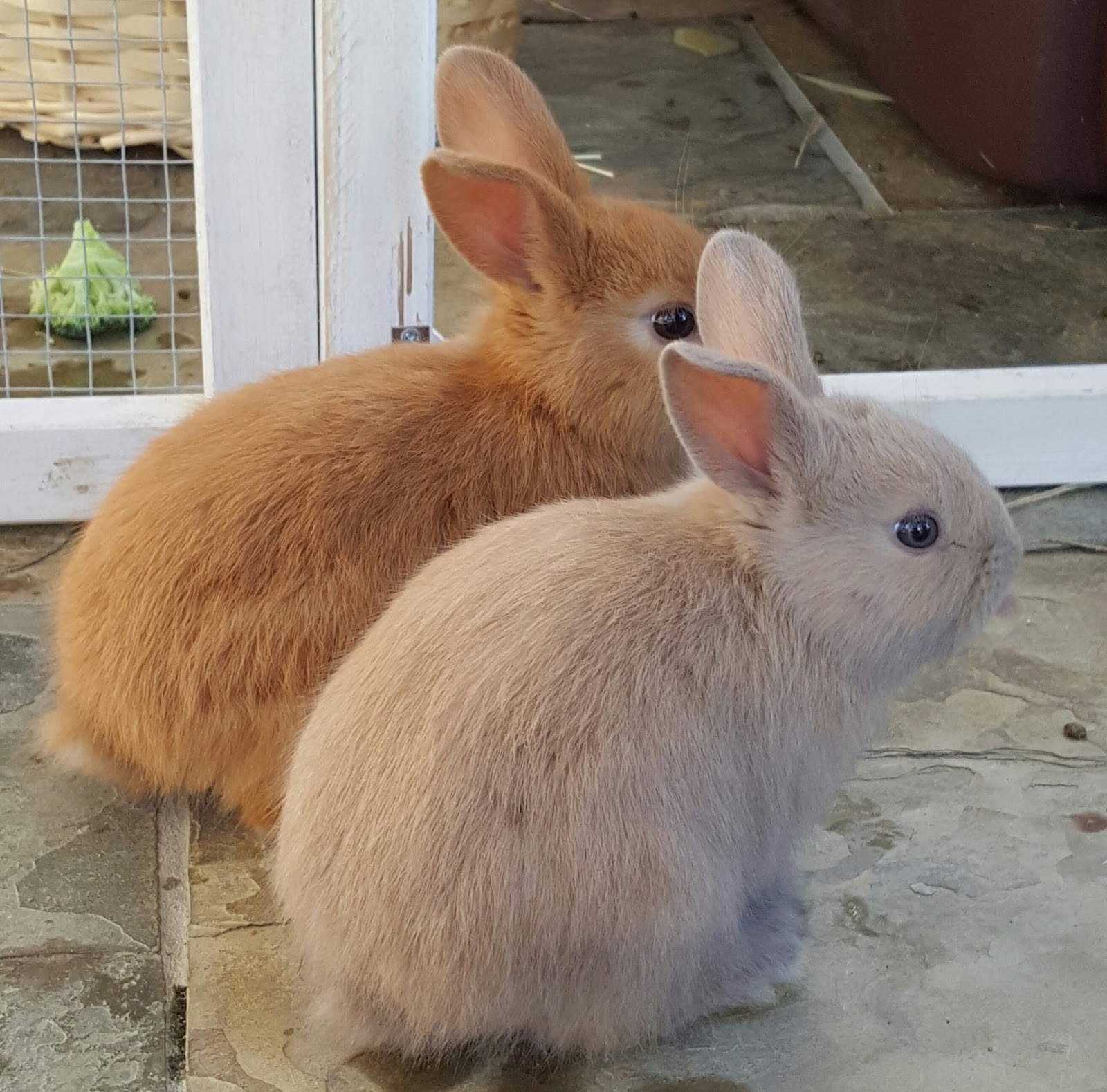 Rabbit Rescue Sanctuary BABY RABBITS FOR ADOPTION IN TWEED HEADS