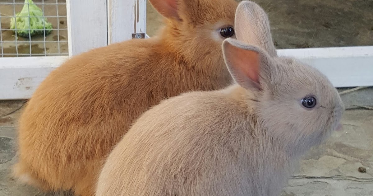 Rabbit Rescue Sanctuary BABY RABBITS FOR ADOPTION IN TWEED HEADS & OCEAN SHORES