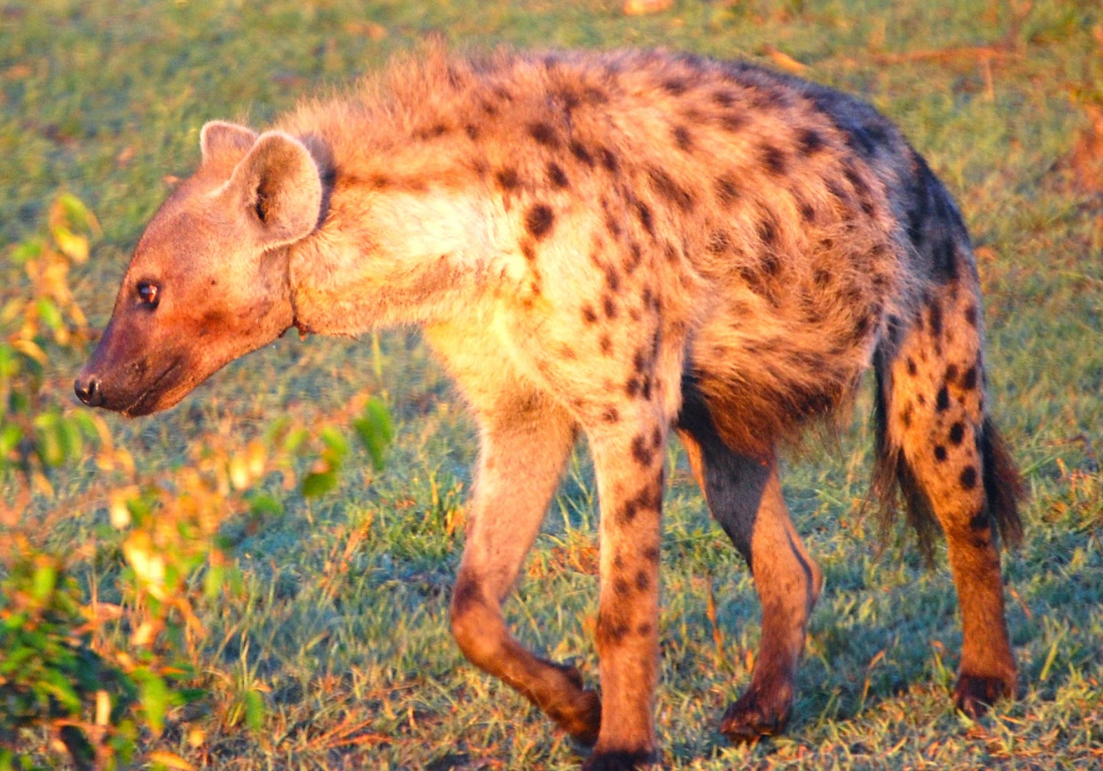 Notes From Kenya: MSU Hyena Research: Things Hyenas Survive