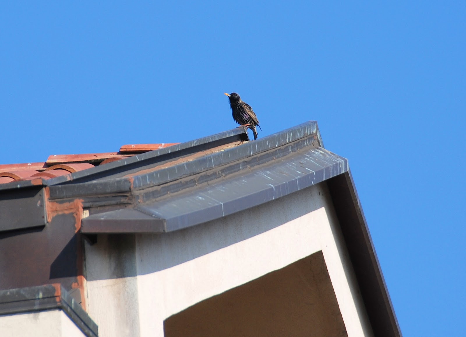 Quale Uccello Fa Le Uova Azzurre