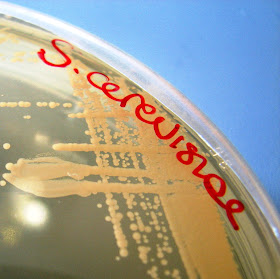 Saccharomyces cerevisiae