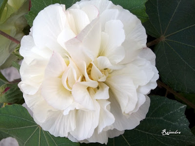 Confederate Rose