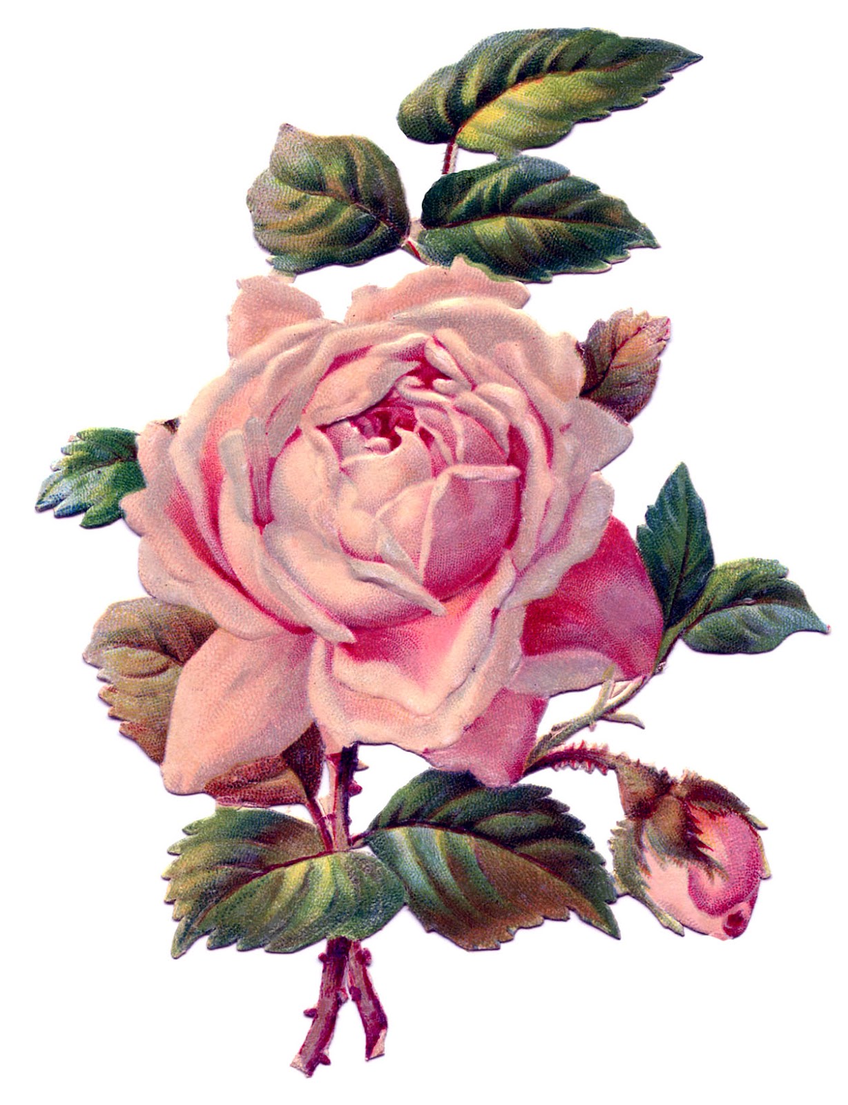 http://4.bp.blogspot.com/-1W2ewVHDSq8/T6B5hHt3r0I/AAAAAAAARkw/B7j4I_kAPe8/s1600/pink-rosevintageimage-Graphics-Fairy2.jpg