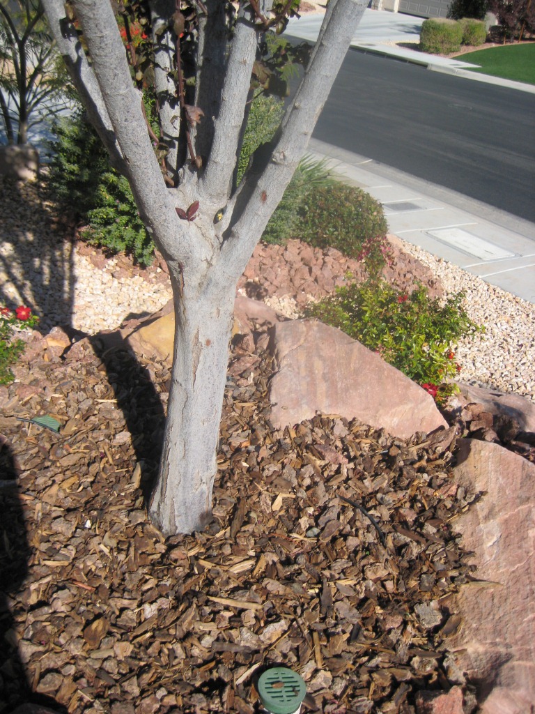 Xtremehorticulture of the Desert Watering, Mulching and Fertilizing Desert Landscapes