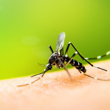 Jangan Biarkan DBD Bikin Baper