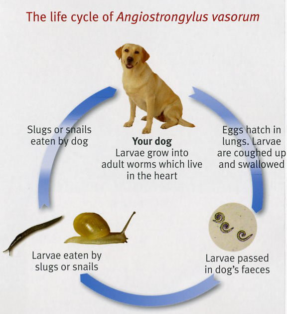 Rebecca's Vet Blog Lungworm (Angiostrongylus vasorum)