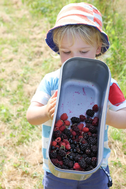 picking raspberries