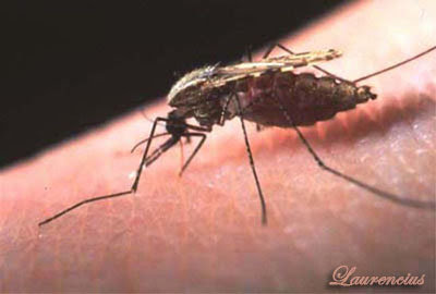 Gambar penyebab penyakit malaria