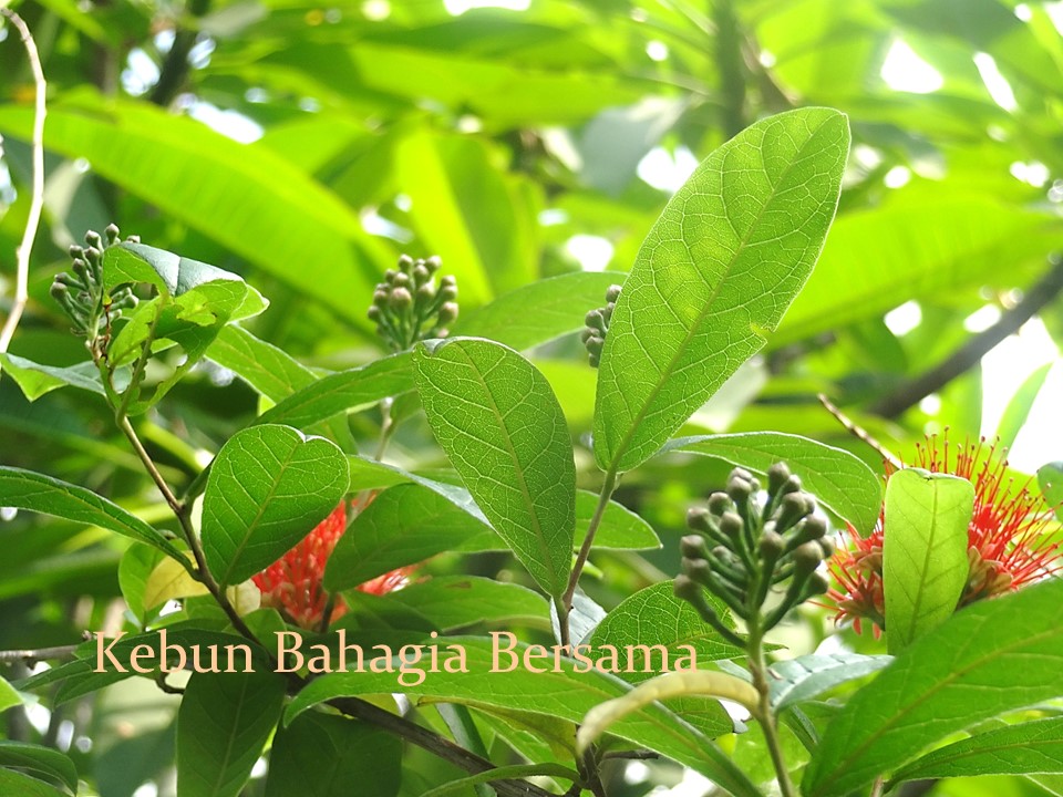 kebun bahagia bersama powderpuff combretum kebun bahagia bersama powderpuff combretum